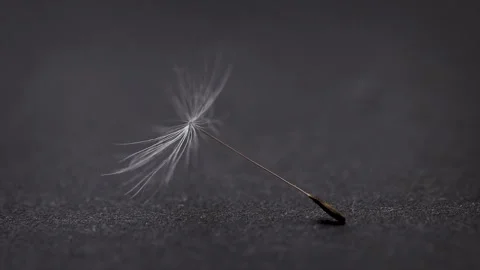 Dandelion | Löwenzahn | Burning | Nature Stock Footage 146610295