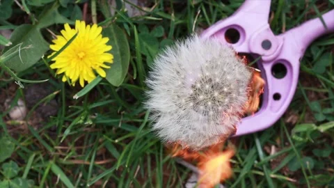 Dandelion | Löwenzahn | Burning | Nature Stock Footage 146610316