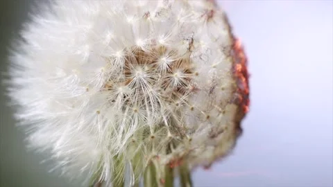 Dandelion | Löwenzahn | Burning | Nature Stock Footage 146610329