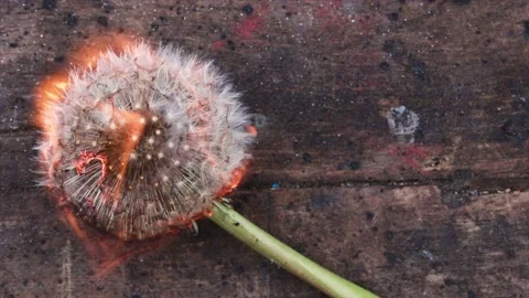 Dandelion | Löwenzahn | Burning | Nature Stock Footage 146610345