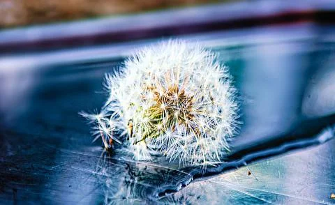 Dandelion lying on the water Stock Photos