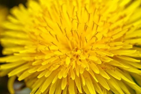 Dandelion on macro closeup Stock Photos