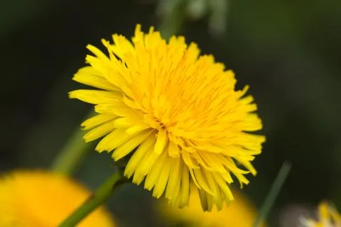 Dandelion on macro closeup Stock Photos