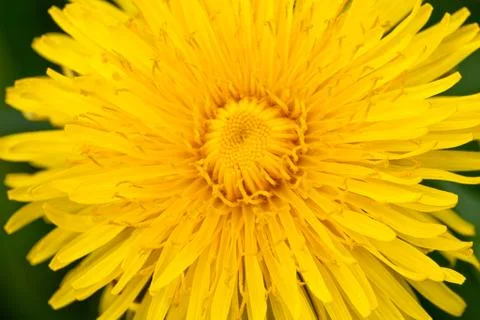 Dandelion on macro closeup Stock Photos