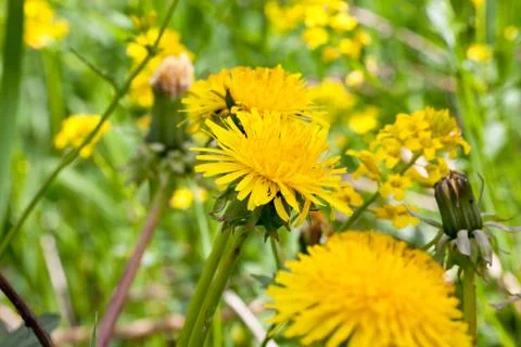 Dandelion on macro closeup Stock Photos