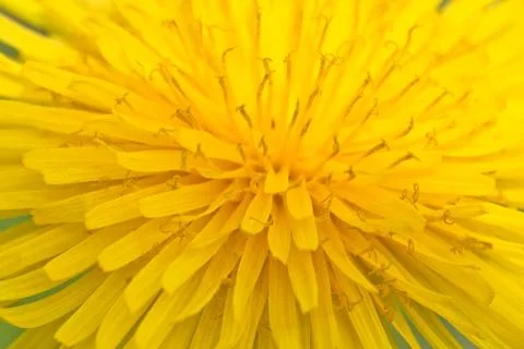 Dandelion on macro closeup Stock Photos
