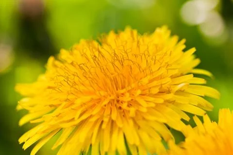 Dandelion on macro closeup Stock Photos