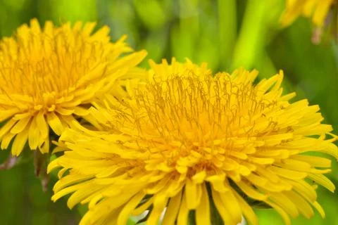 Dandelion on macro closeup Stock Photos