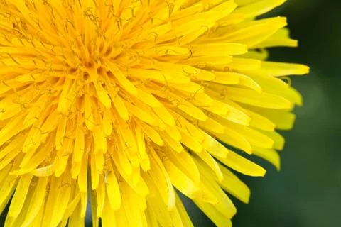 Dandelion on macro closeup Stock Photos