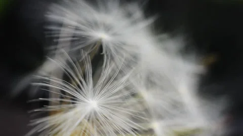Dandelion macro detail on light wind 1080p Stock Footage 39719215
