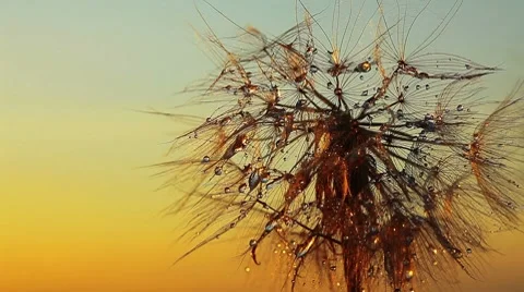 Dandelion macro - drops of rain Stock Footage 8638213