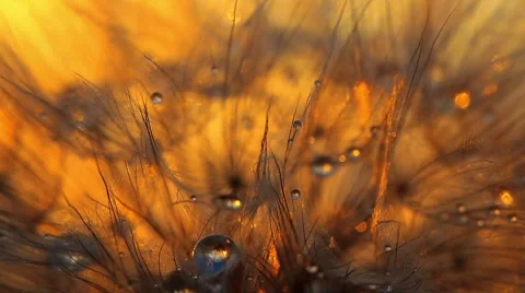 Dandelion macro - drops of rain Stock Footage 8638293