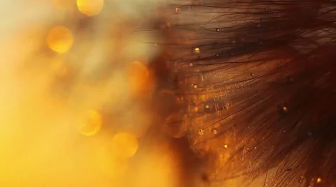 Dandelion macro - drops of rain Stock Footage 8638451