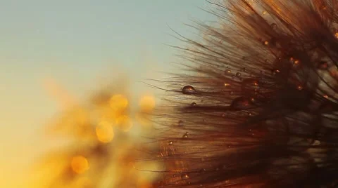 Dandelion macro - drops of rain Stock Footage 8638534