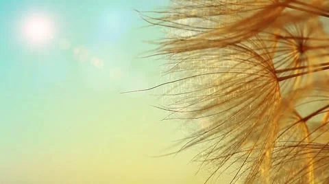 Dandelion macro Stock Footage 8639141