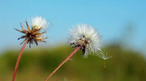 Dandelion macro Stock Footage 8895896