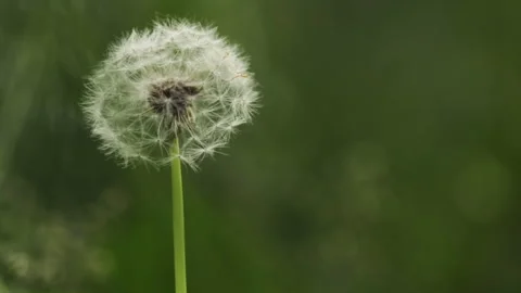 Dandelion macro on a green background Stock Footage 197018404