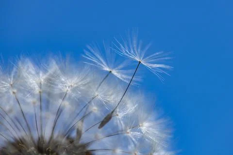 Dandelion macro head shows fluffy white detail. Dandelion seed floats in outd Stock Photos