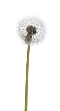 Dandelion macro isolated on white Stock Photos