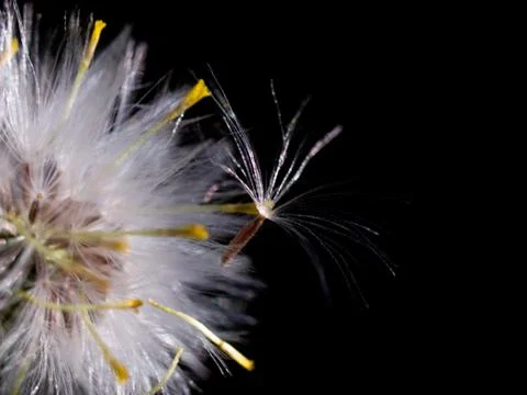 Dandelion macro 스톡 사진