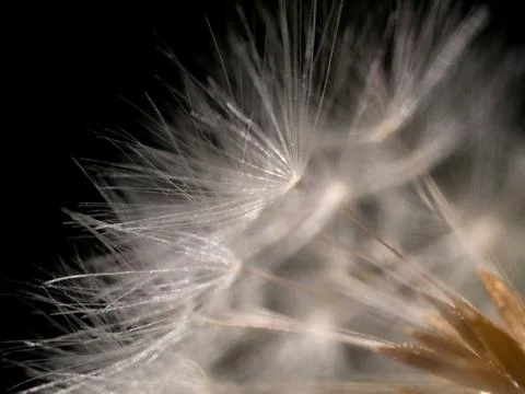 Dandelion macro Foto stock