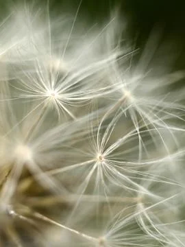 Dandelion macro Foto stock