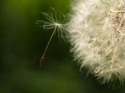 Dandelion macro Fotos de archivo