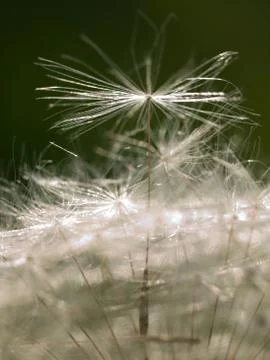 Dandelion macro 스톡 사진