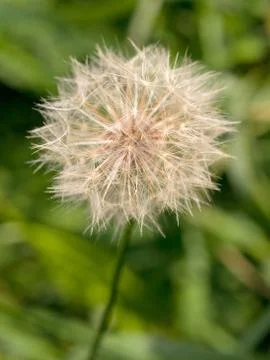 Dandelion macro 스톡 사진