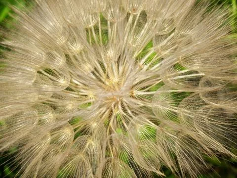 Dandelion macro Stock Photos