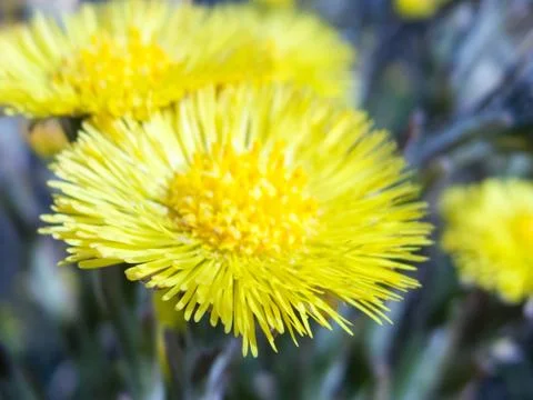 Dandelion Macro Stock Photos