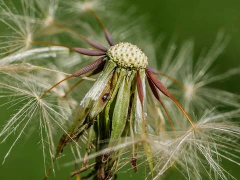 Dandelion macro Stock Photos