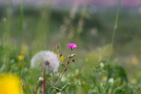 Dandelion in macro. Stock Photos