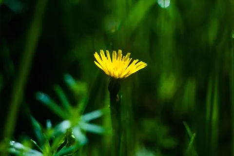 Dandelion macro Photos
