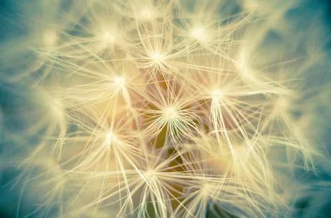 Dandelion macro Stock Photos