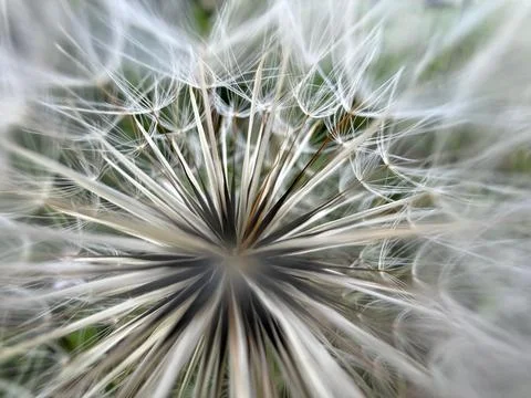 Dandelion in macro Stock Photos