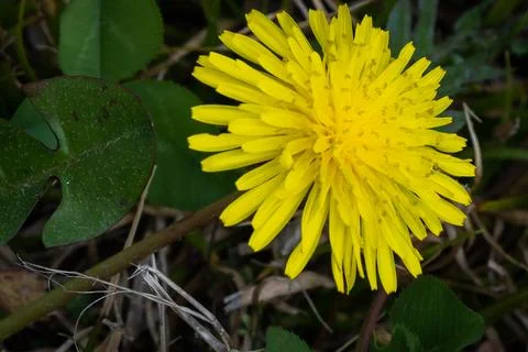 Dandelion Macro Shot. Stock Photos