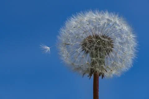 Dandelion macro shows fluffy white blowball. Dandelion seed drifts in natur.. Stock Photos