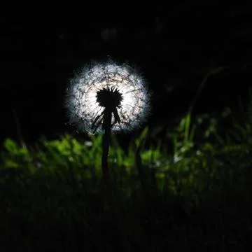 Dandelion magic garden lantern Stock Photos