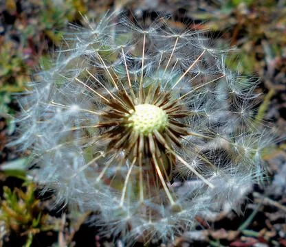 Dandelion make a wish 1 Stock Photos