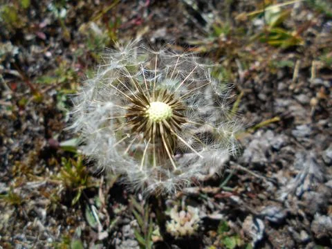 Dandelion make a wish 2 Stock Photos