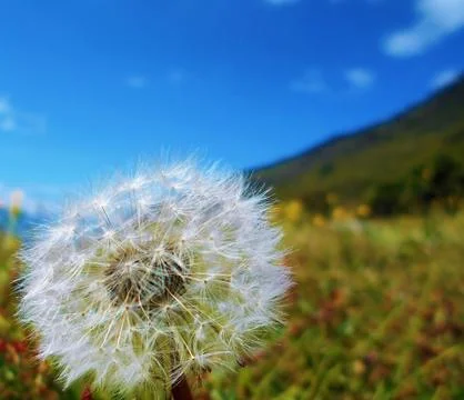 Dandelion make a wish 4 Foto stock
