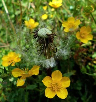 Dandelion make a wish Foto stock