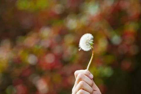 Dandelion in the man hand Stock Photos