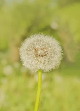 Dandelion on the meadow background Fotos de archivo