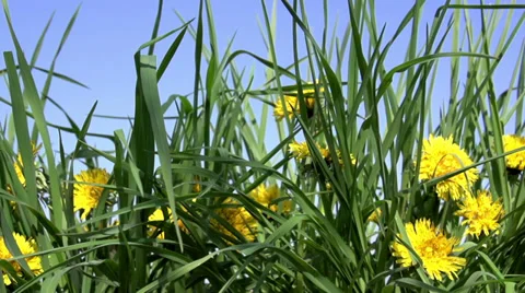 Dandelion Meadow in Bloom Stock Footage 38120855