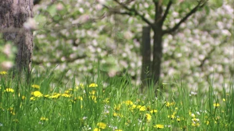 Dandelion meadow with blooming trees in the background Stock Footage 308010051