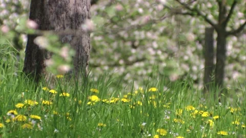 Dandelion meadow with blooming trees in the background Stock Footage 308010053