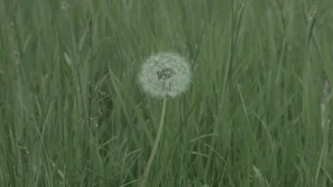 Dandelion in meadow blown by breeze 스톡 동영상 77950083