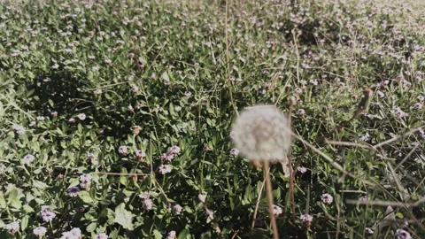 Dandelion in meadow clip1 Stock Footage 165175602
